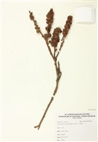 藏品(印度栲)的圖片